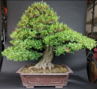 Bonsai - Jap. Satsuki Azalee, Kinsai